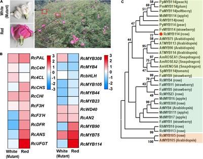 Rosa1, a Transposable Element-Like Insertion, Produces Red Petal Coloration in Rose Through Altering RcMYB114 Transcription